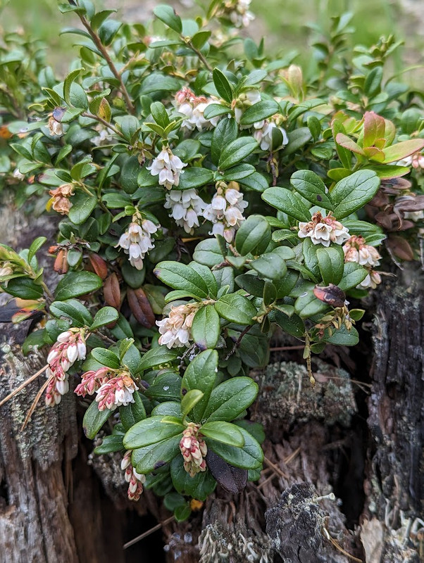 PXL_20230603_122630267