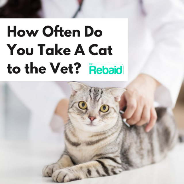 how often do you take a cat to the vet?