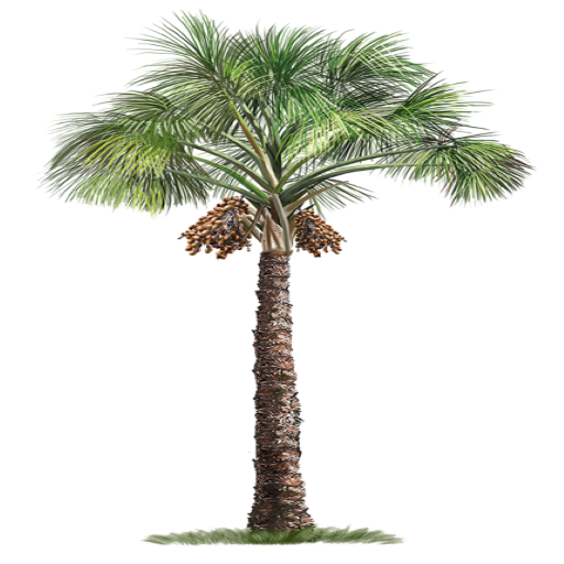palmtree-COMP50