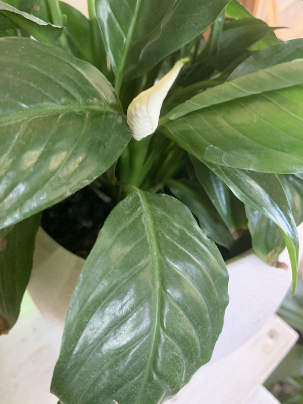 EAC293AF-521C-412A-9331-92CBEDBD2E37