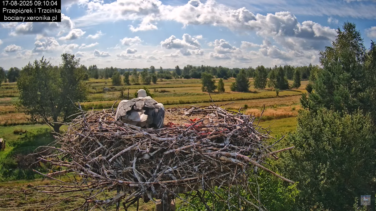 17082025bociany13