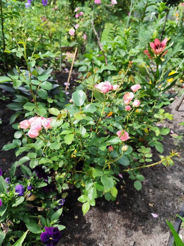 IMG_20250616_153730 (1) (Copy)