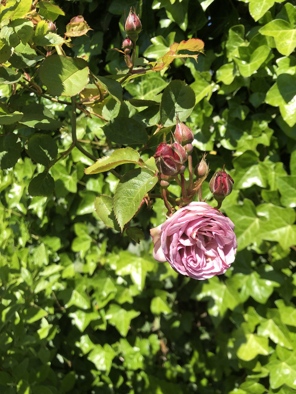 45C8010E-99C9-47B6-BD0D-8FD05D00D622