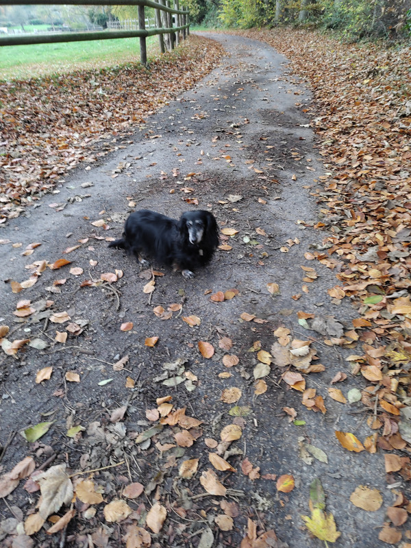 [Image: IMG-20211119-155221.jpg]