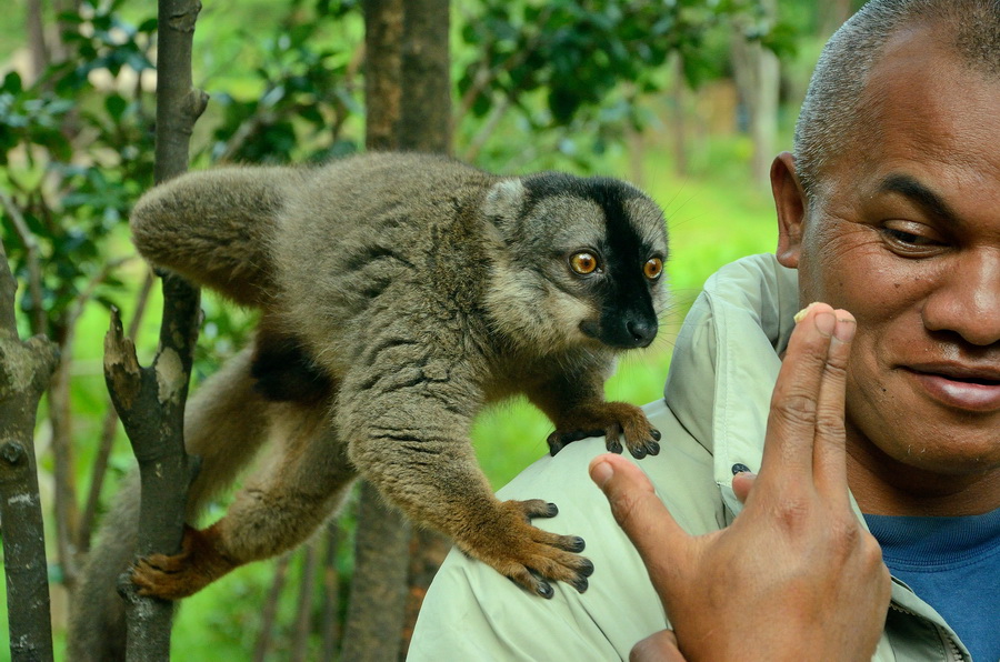 Бурый лемур