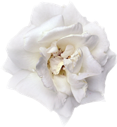 Winter-White-Elements-178