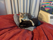 IMG 20200314 195037 Copy