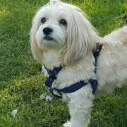 volghan hosseini (133)