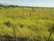 Grass-seedbank-3