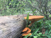 48862FEE-3F2B-4001-B551-E421E9A67BE8