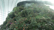 Cloud Forest 16