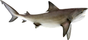 bullshark