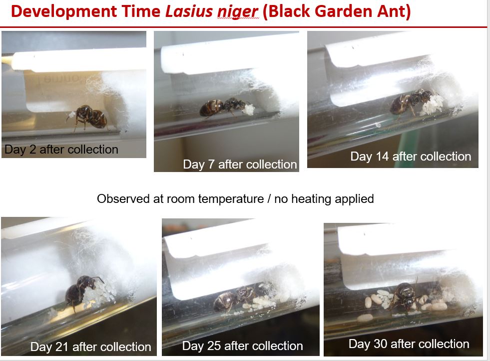 Lasius-development.jpg