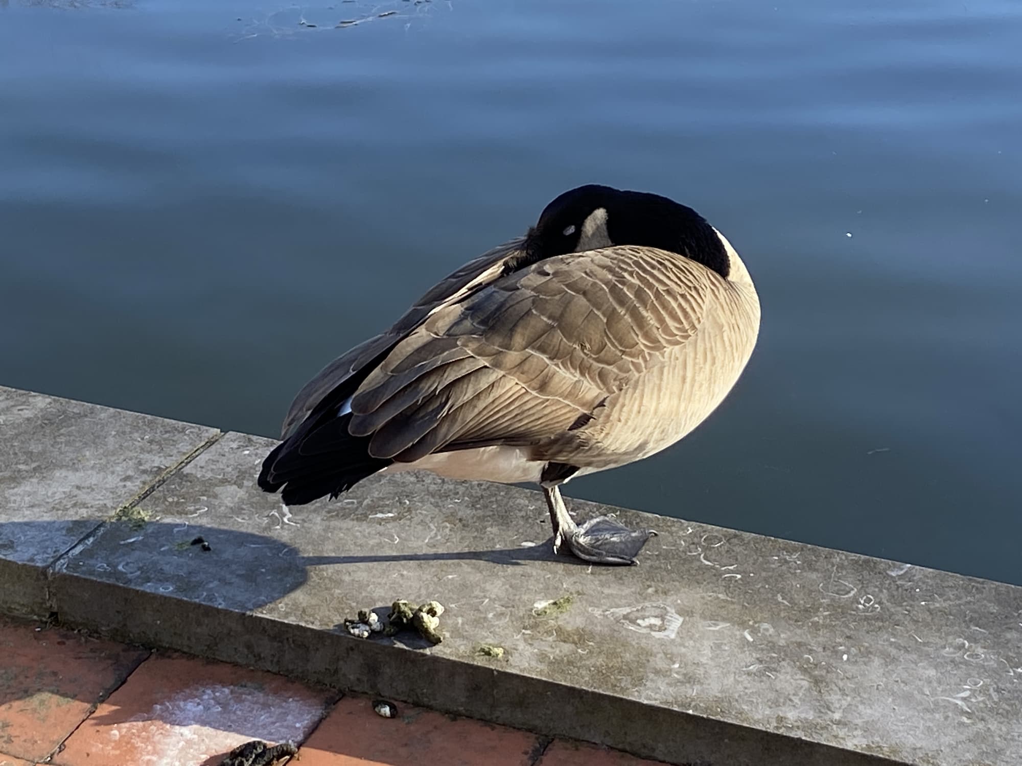 A duck hiding in its own feathers