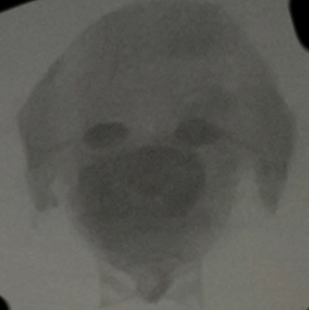 2023-11-26-0ya-Kleki.png