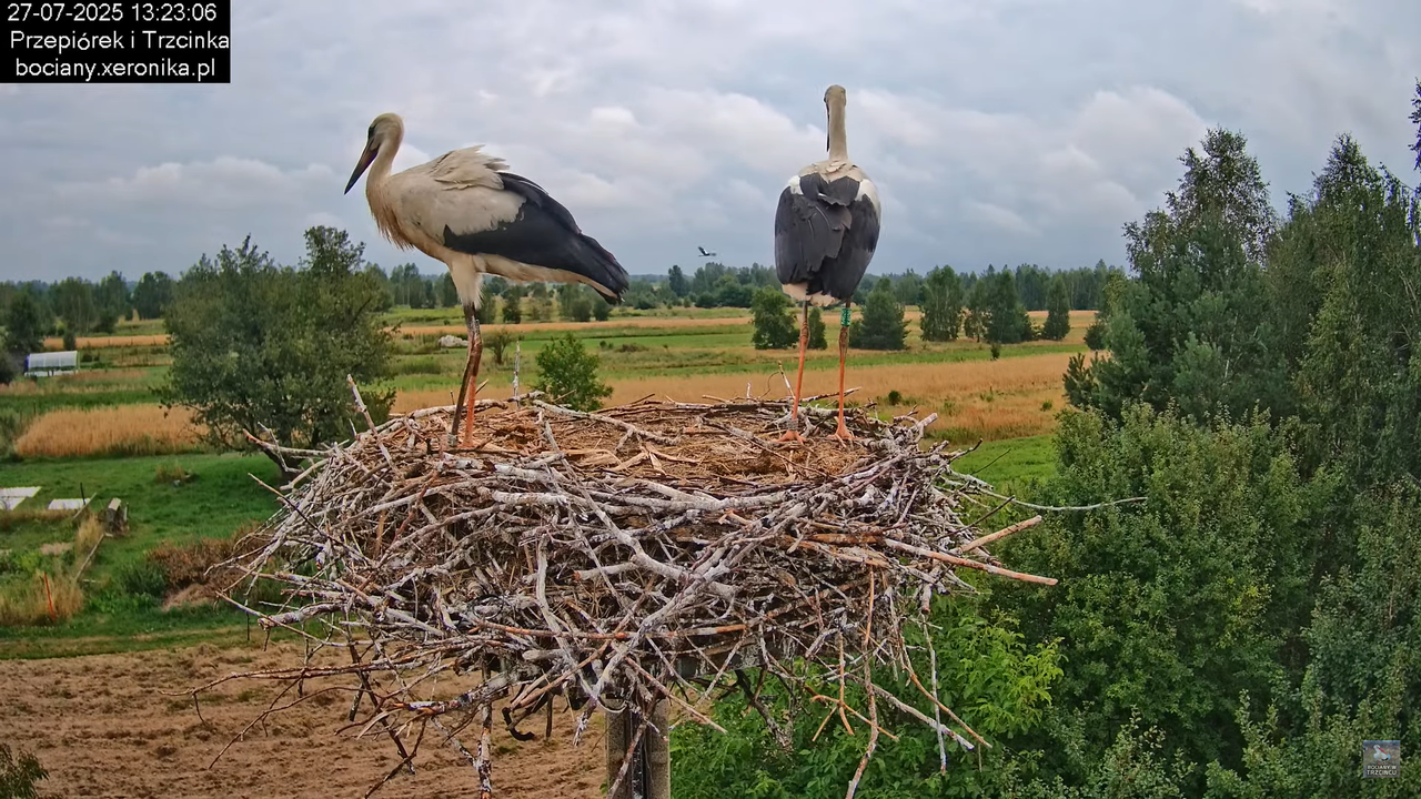 27072025bociany33