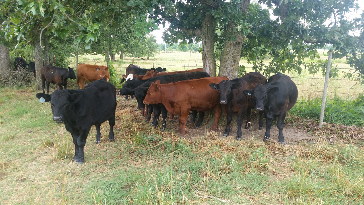 heifer 4 2018