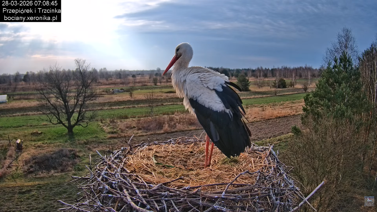 28032026bociany 9