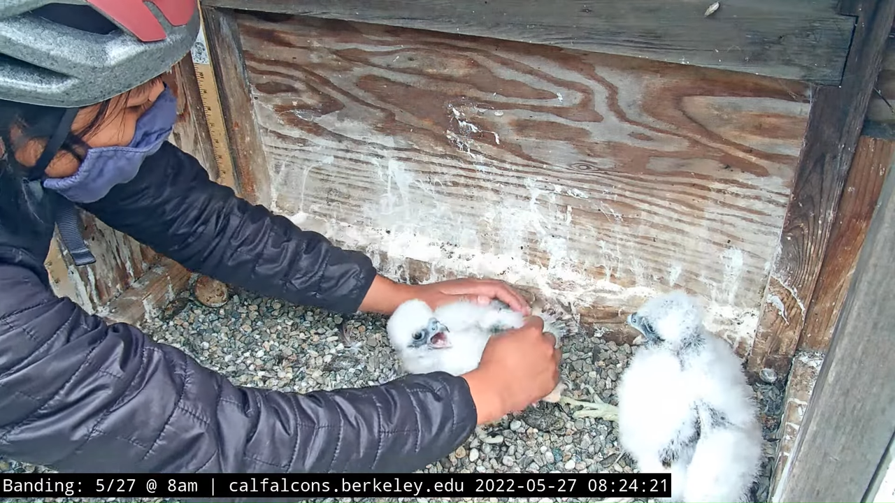 5-27-22 Banding (Raw Nest Footage) 14-26 screenshot