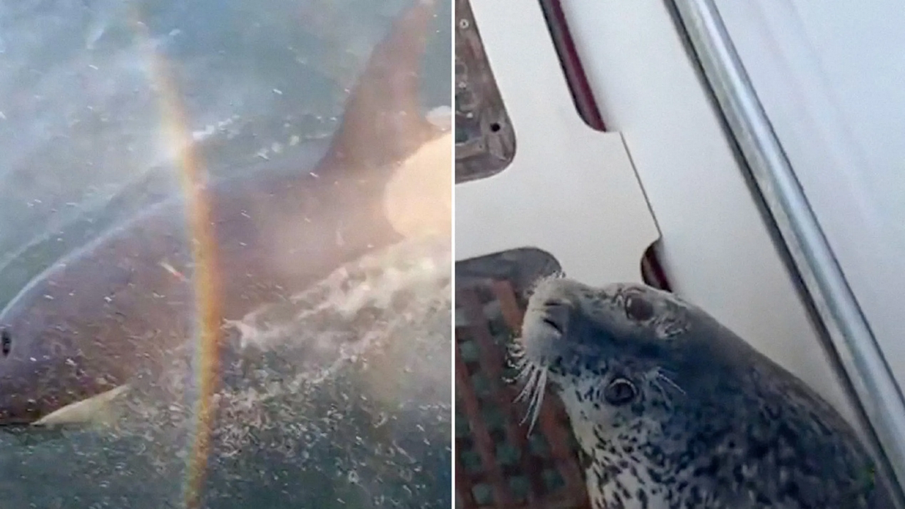 Casi se la comen viva, foca se salva de las fauces de unas orcas: video viral