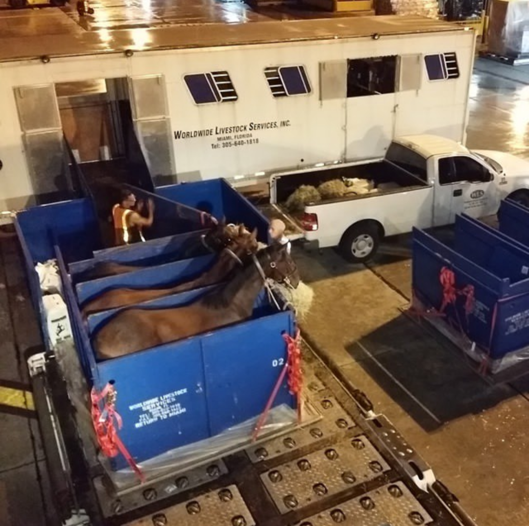 Shipping Horses Internationally Explained: The Complete Friesian Import Guide
