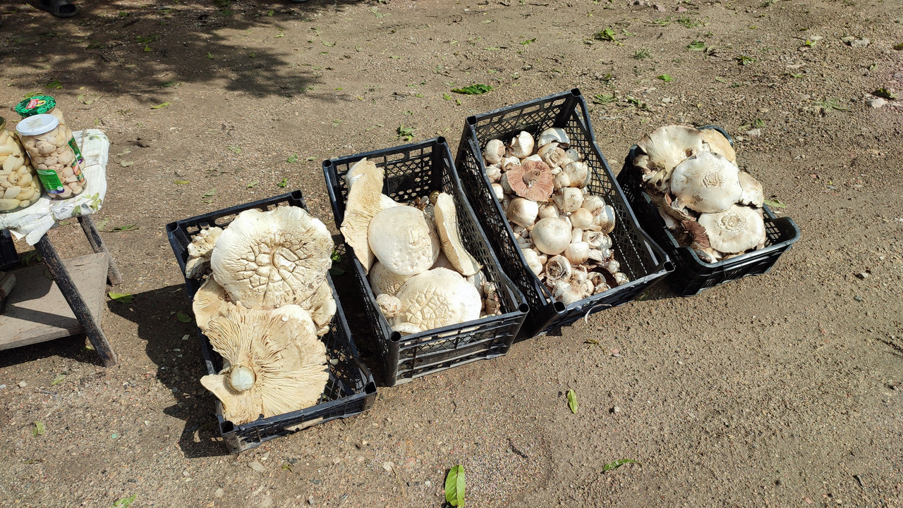 IMG_20230527_100511 кор