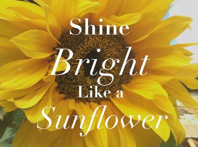 Sunflower-Shine-rite