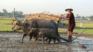 Thơ hoạ Nguyễn Thành Sáng & Tam Muội (1136) 6a