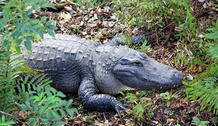Ilustrasi aligator