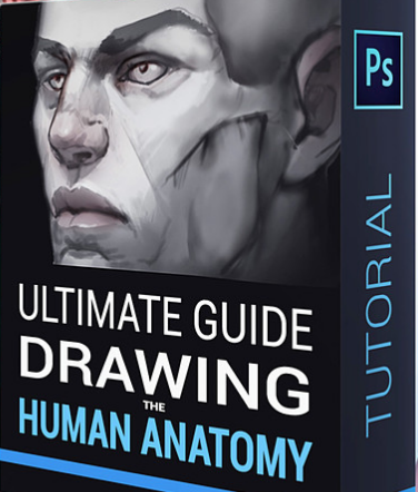 Ultimate Guide to drawing the human anatomy