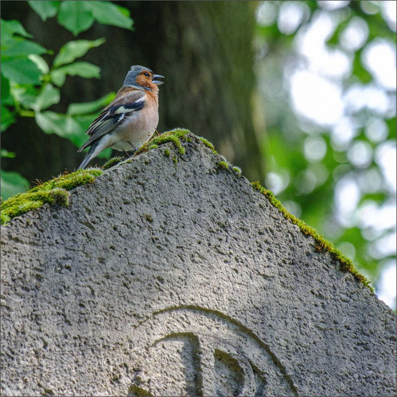 XT4G7732 2023 Köln LR ERWZ FB