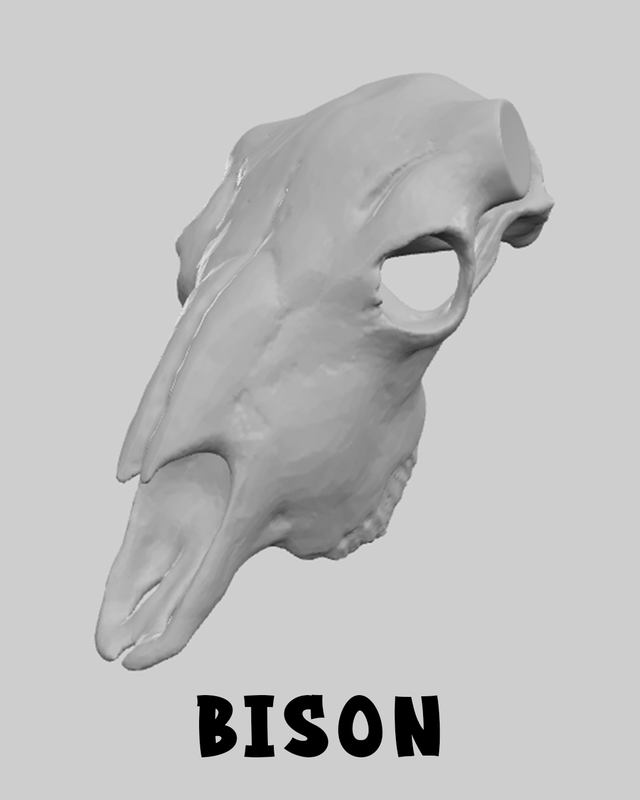 Bison Skull