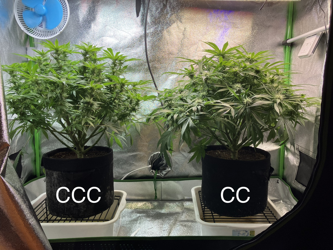 IMG_1639 (Mayo 27  2023)