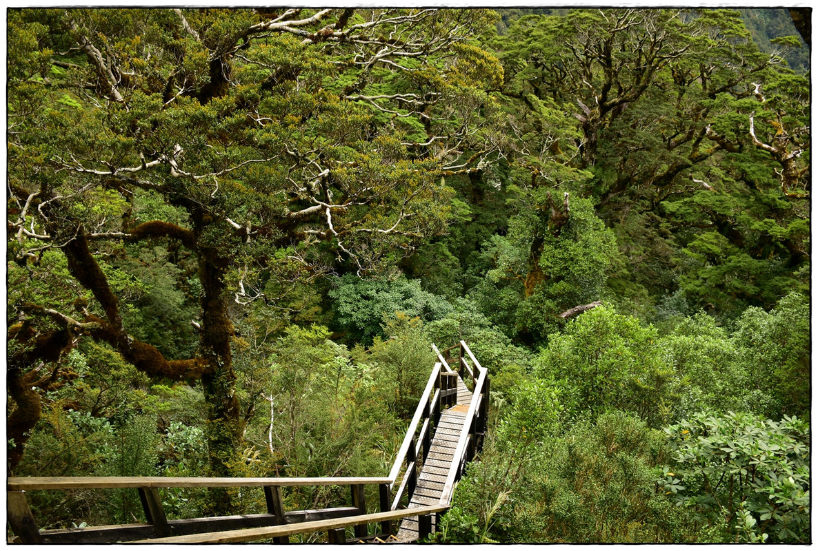 Fiordland NP: Milford Track (enero 2023) - Escapadas y rutas por la Nueva Zelanda menos conocida (50)