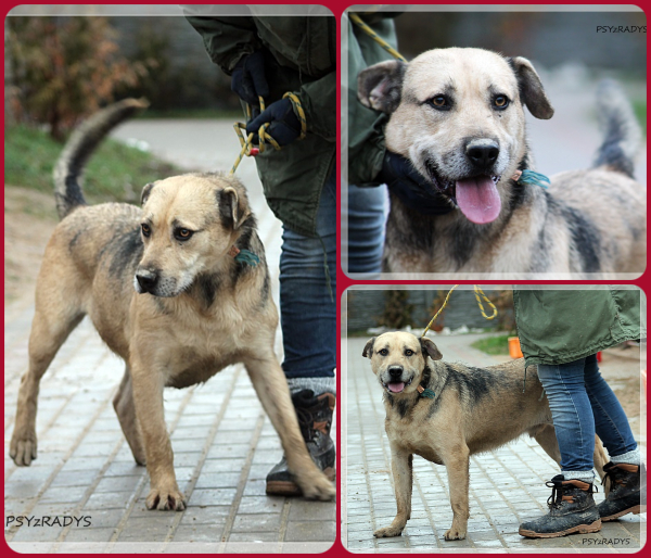 BeFunky-collage (10)