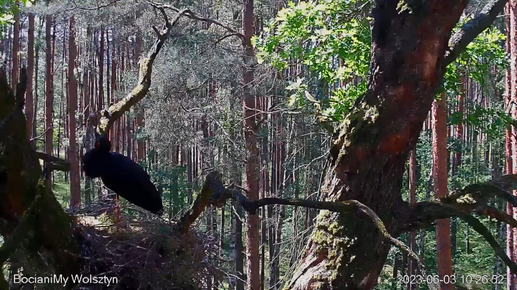 Zrzut ekranu (16609)