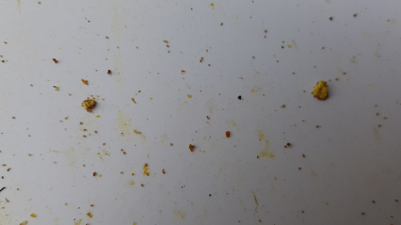 mrňavý brouk na podložce__20210728_190054