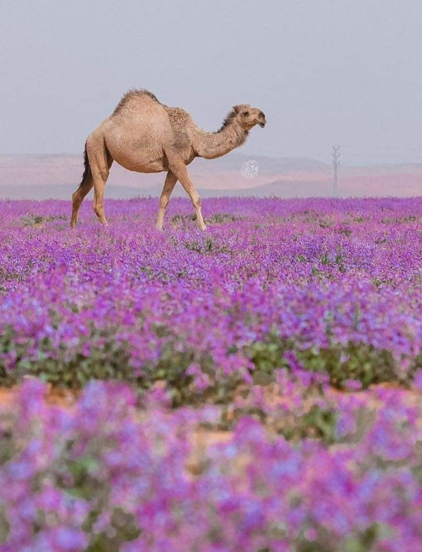 Screenshot_20240331_205019_Pinterest