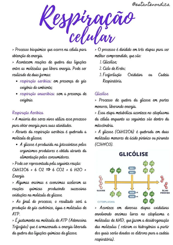 Exemplo de material de estudo 4