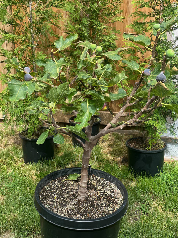 figs-6.jpg