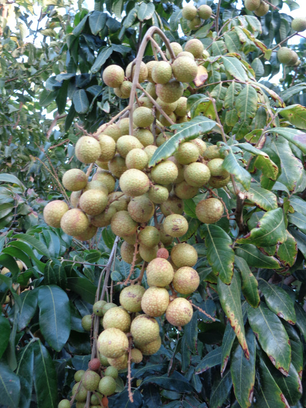 Kohala-Pic2(9-13-22)