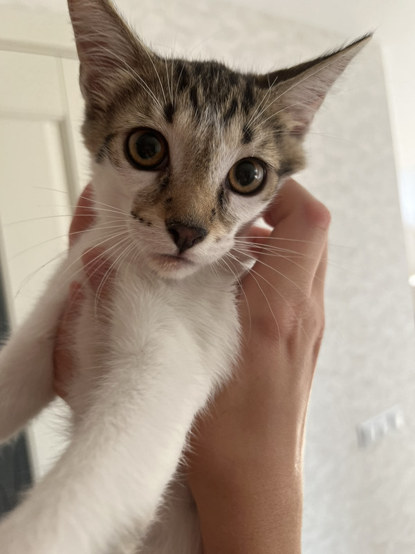 IMG-c45112c18f577625815d13be020c8040-V