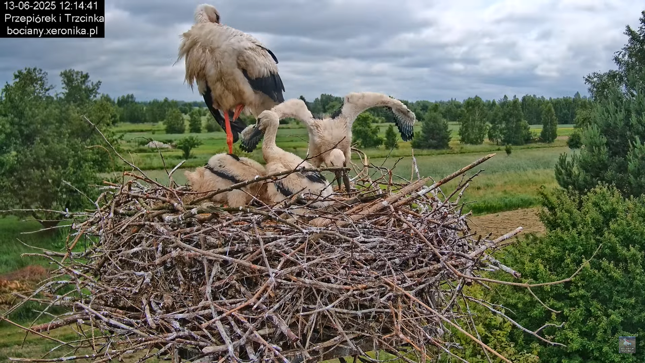 13062025bociany29
