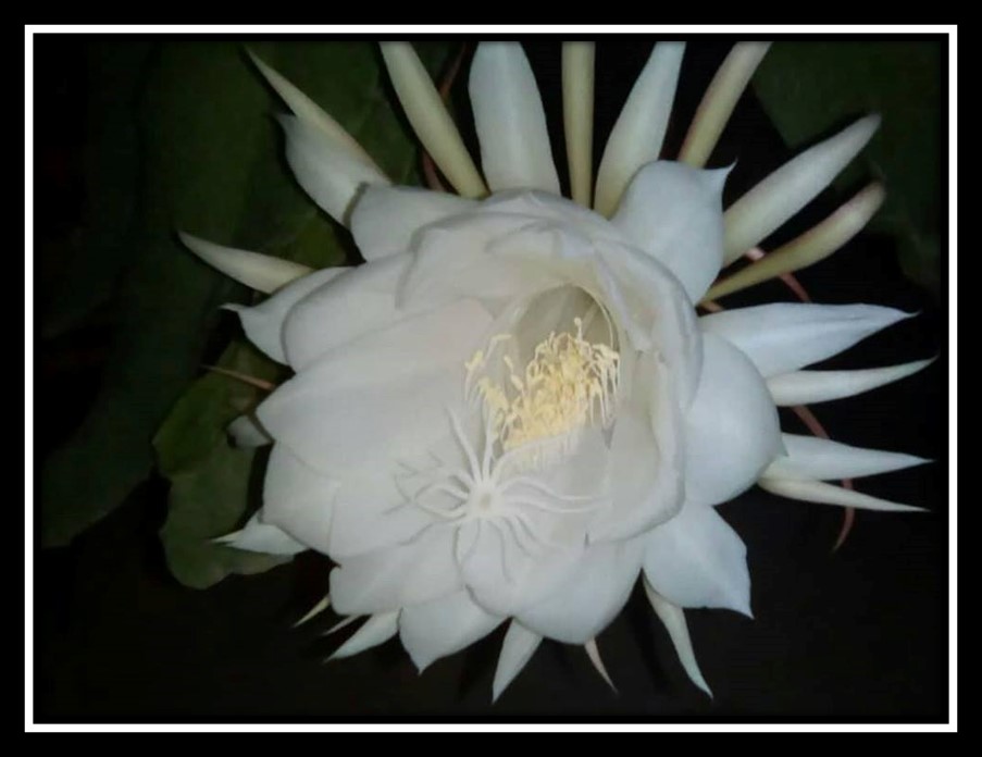 dama-de-noche-1.jpg
