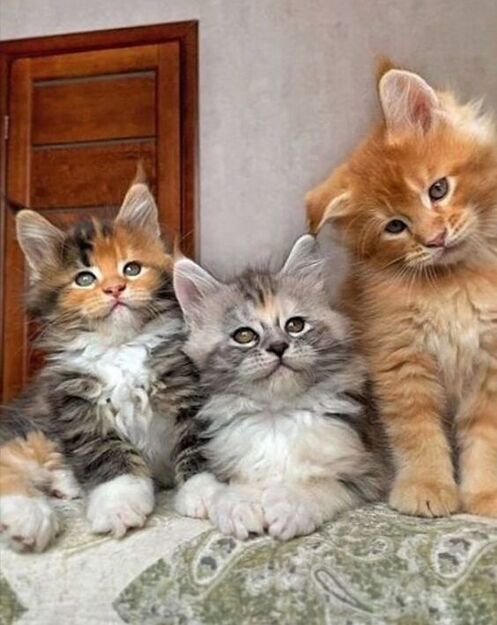 Mainecoonkitties7fb.jpg