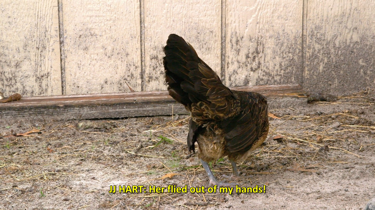 Unlikely Animal Friends  S02E04 Disney  1080p WEB DDP x264-NM21vi.mkv_snapshot_21.26.876