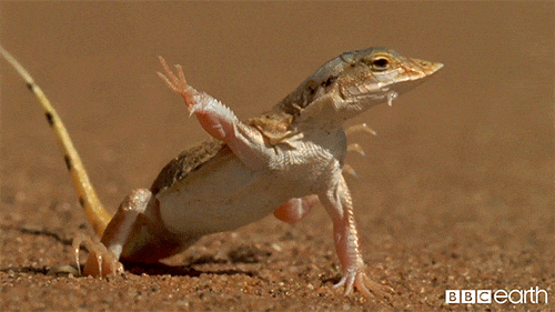lizard-day-3.gif