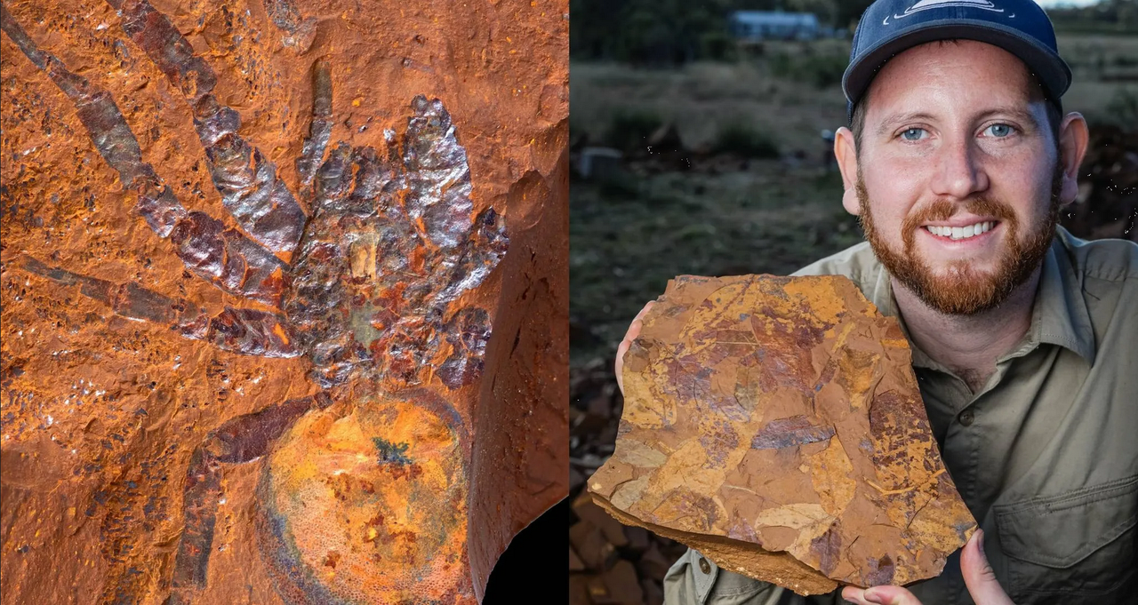 Encuentran el fósil de una araña gigante de 16 millones de años en Australia