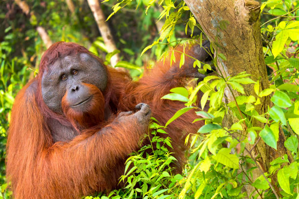 orangutan tour