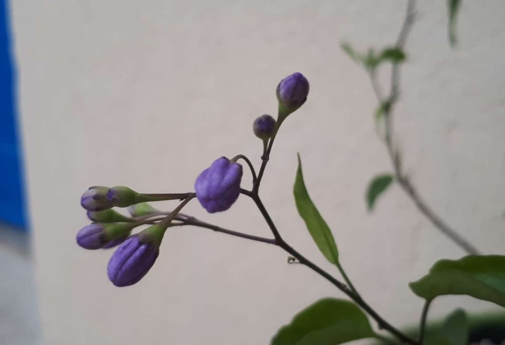 Petit solanum jasminoïdes deviendra grand... j'espère ! Solanum-jasmino-des-Louisette006